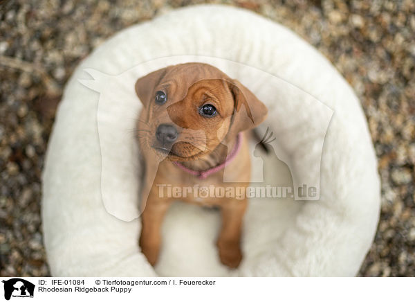 Rhodesian Ridgeback Welpe / Rhodesian Ridgeback Puppy / IFE-01084