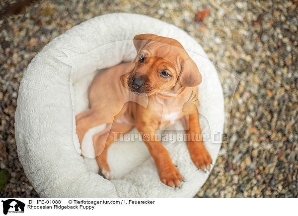 Rhodesian Ridgeback Welpe / Rhodesian Ridgeback Puppy / IFE-01088