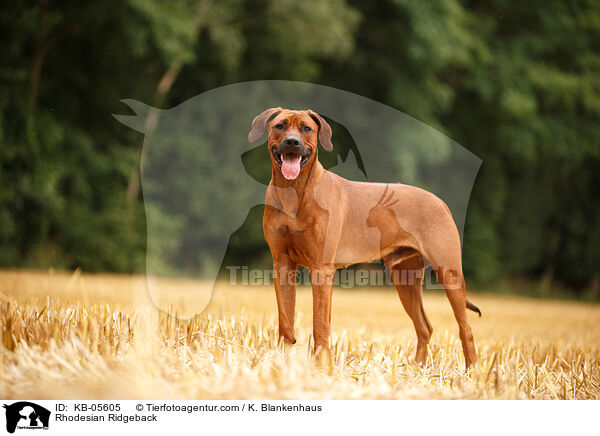 Rhodesian Ridgeback / Rhodesian Ridgeback / KB-05605