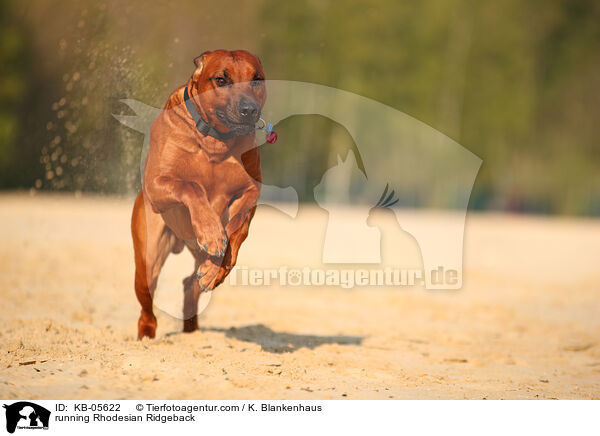 rennender Rhodesian Ridgeback / running Rhodesian Ridgeback / KB-05622