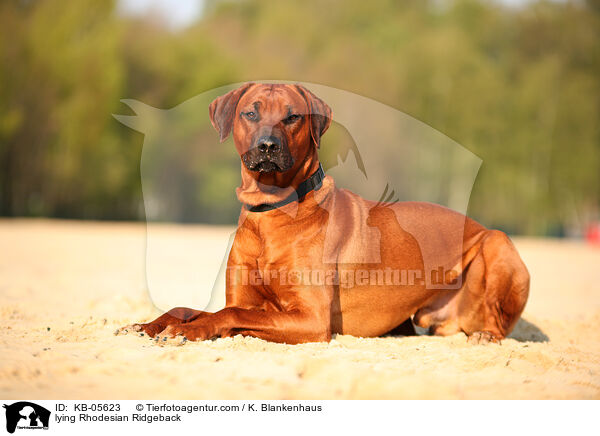 liegender Rhodesian Ridgeback / lying Rhodesian Ridgeback / KB-05623