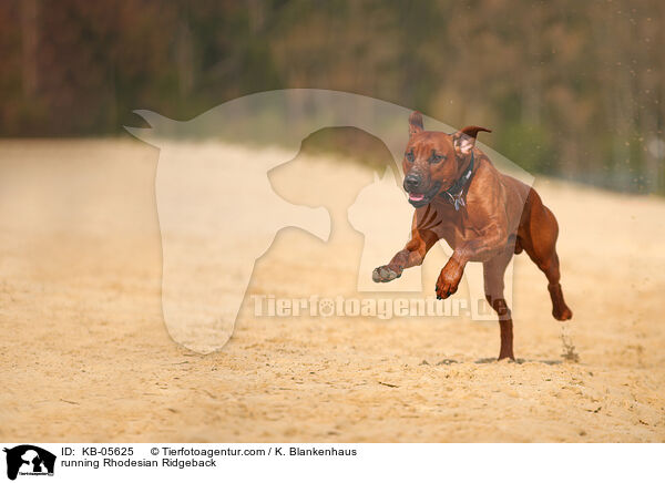 rennender Rhodesian Ridgeback / running Rhodesian Ridgeback / KB-05625