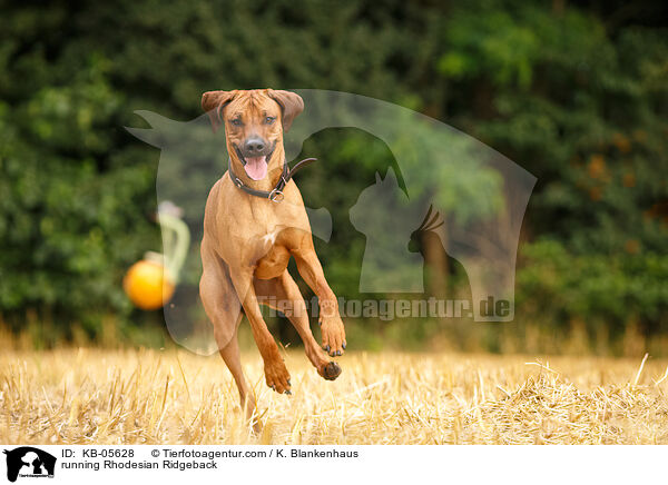 rennender Rhodesian Ridgeback / running Rhodesian Ridgeback / KB-05628