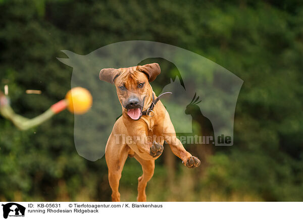 rennender Rhodesian Ridgeback / running Rhodesian Ridgeback / KB-05631