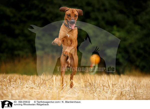 rennender Rhodesian Ridgeback / running Rhodesian Ridgeback / KB-05632