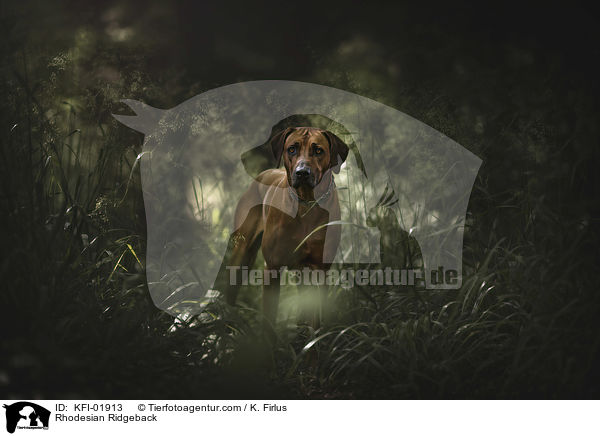 Rhodesian Ridgeback / Rhodesian Ridgeback / KFI-01913