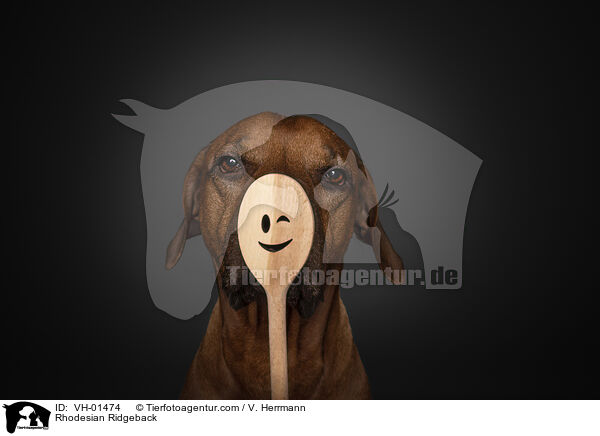 Rhodesian Ridgeback / Rhodesian Ridgeback / VH-01474