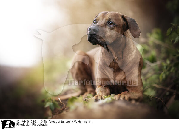 Rhodesian Ridgeback / Rhodesian Ridgeback / VH-01539