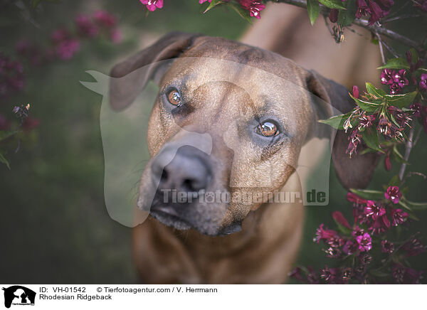 Rhodesian Ridgeback / Rhodesian Ridgeback / VH-01542