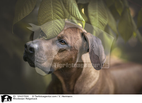 Rhodesian Ridgeback / Rhodesian Ridgeback / VH-01544