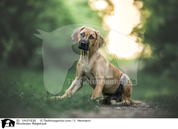 Rhodesian Ridgeback / Rhodesian Ridgeback / VH-01638