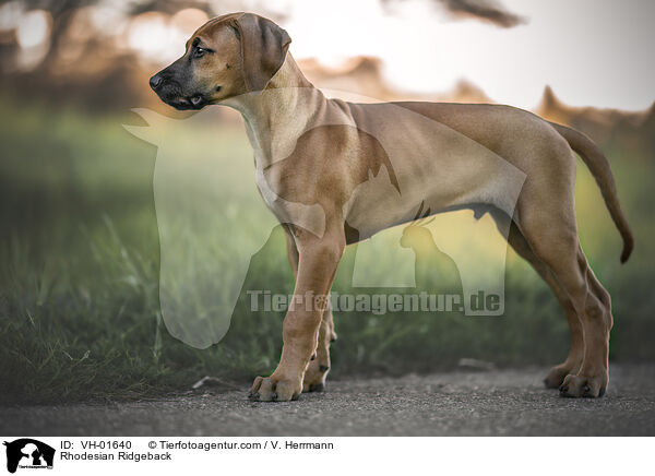 Rhodesian Ridgeback / Rhodesian Ridgeback / VH-01640