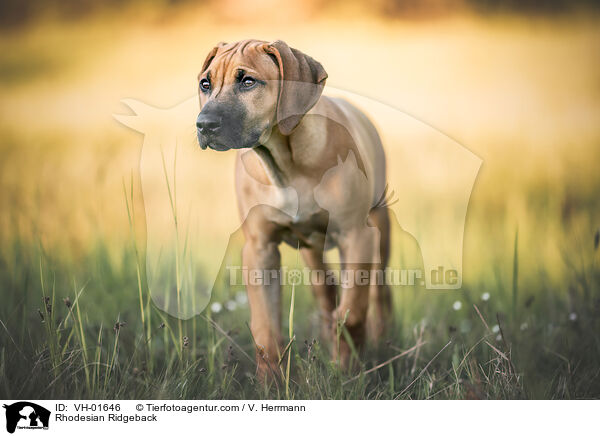 Rhodesian Ridgeback / Rhodesian Ridgeback / VH-01646