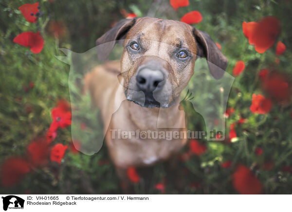 Rhodesian Ridgeback / Rhodesian Ridgeback / VH-01665