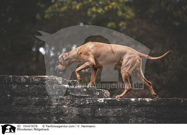 Rhodesian Ridgeback / Rhodesian Ridgeback / VH-01676