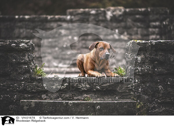 Rhodesian Ridgeback / Rhodesian Ridgeback / VH-01678