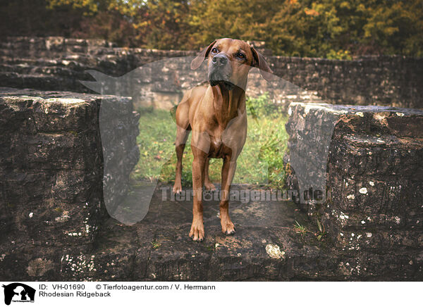 Rhodesian Ridgeback / Rhodesian Ridgeback / VH-01690