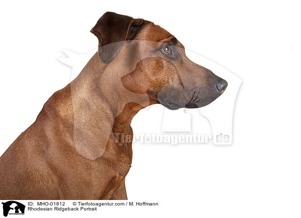 Rhodesian Ridgeback Portrait / Rhodesian Ridgeback Portrait / MHO-01812