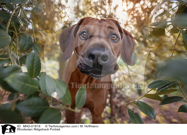 Rhodesian Ridgeback Portrait / Rhodesian Ridgeback Portrait / MHO-01818