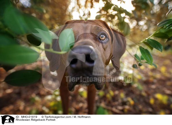 Rhodesian Ridgeback Portrait / Rhodesian Ridgeback Portrait / MHO-01819