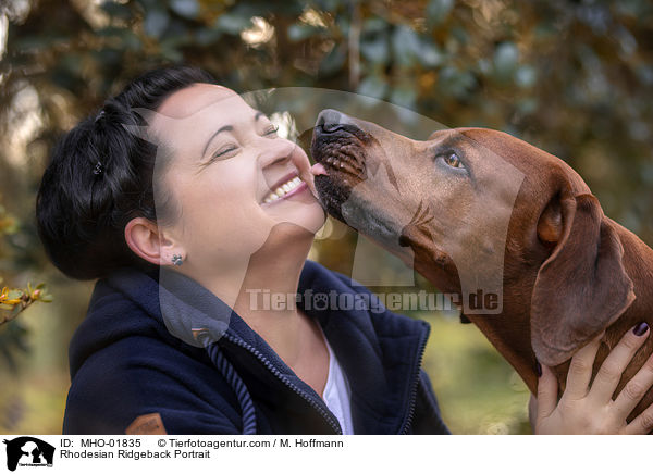 Rhodesian Ridgeback Portrait / Rhodesian Ridgeback Portrait / MHO-01835