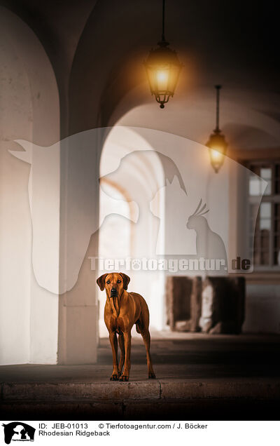 Rhodesian Ridgeback / Rhodesian Ridgeback / JEB-01013