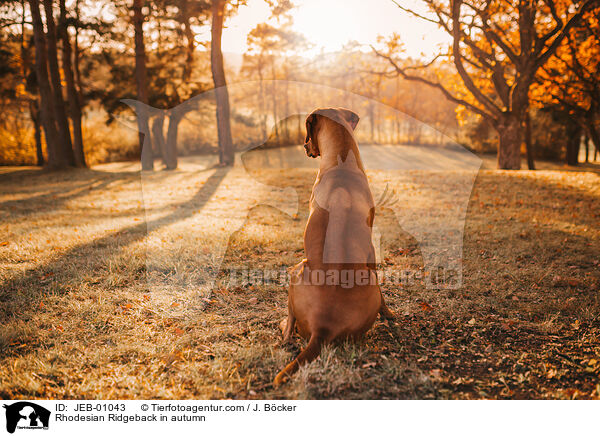 Rhodesian Ridgeback im Herbst / Rhodesian Ridgeback in autumn / JEB-01043