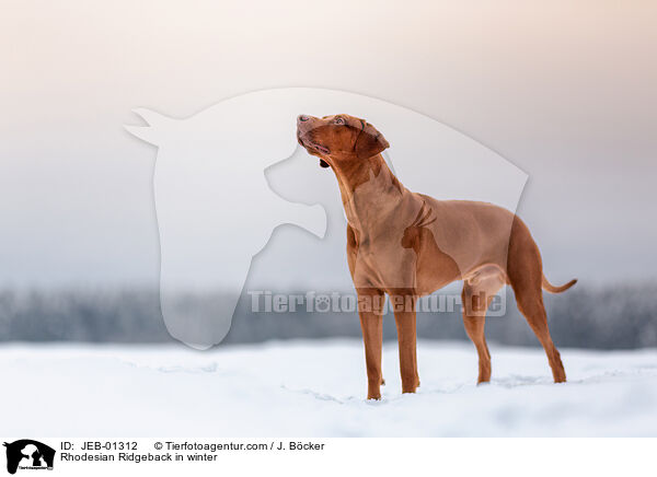 Rhodesian Ridgeback im Winter / Rhodesian Ridgeback in winter / JEB-01312