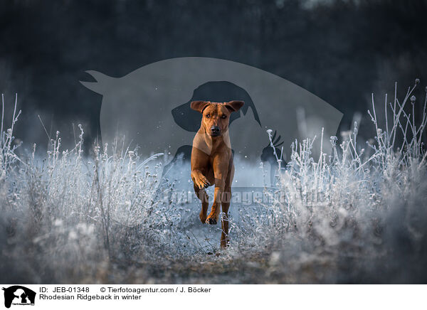 Rhodesian Ridgeback im Winter / Rhodesian Ridgeback in winter / JEB-01348