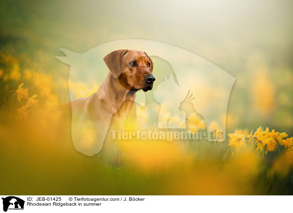 Rhodesian Ridgeback im Sommer / Rhodesian Ridgeback in summer / JEB-01425