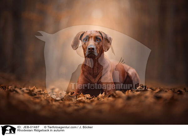 Rhodesian Ridgeback im Herbst / Rhodesian Ridgeback in autumn / JEB-01487