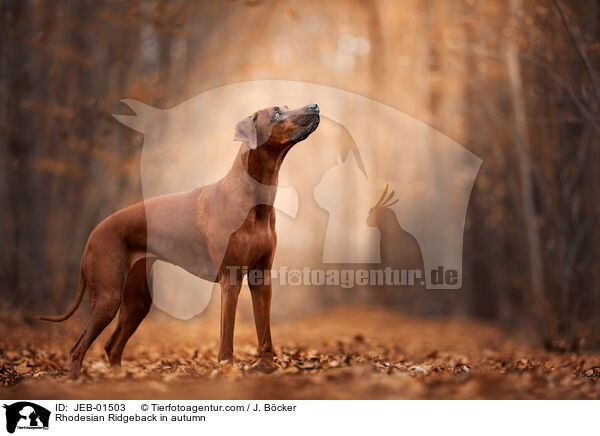 Rhodesian Ridgeback im Herbst / Rhodesian Ridgeback in autumn / JEB-01503