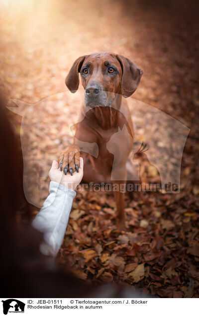 Rhodesian Ridgeback im Herbst / Rhodesian Ridgeback in autumn / JEB-01511