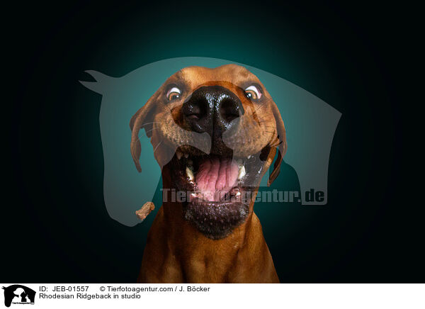 Rhodesian Ridgeback im Studio / Rhodesian Ridgeback in studio / JEB-01557