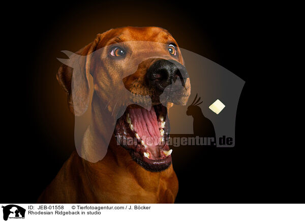 Rhodesian Ridgeback im Studio / Rhodesian Ridgeback in studio / JEB-01558