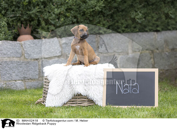 Rhodesian Ridgeback Welpe / Rhodesian Ridgeback Puppy / MAH-02418