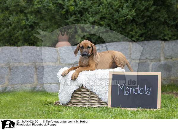 Rhodesian Ridgeback Welpe / Rhodesian Ridgeback Puppy / MAH-02420