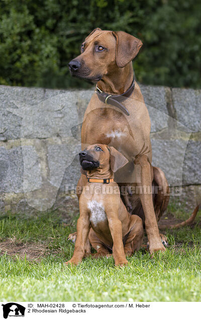 2 Rhodesian Ridgebacks / 2 Rhodesian Ridgebacks / MAH-02428