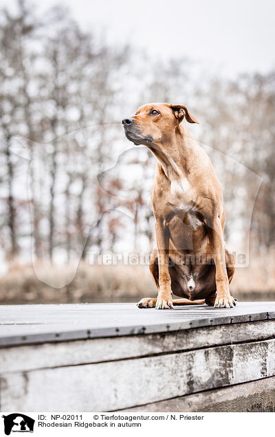 Rhodesian Ridgeback im Herbst / Rhodesian Ridgeback in autumn / NP-02011