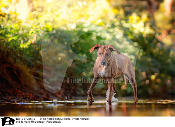 ltere Rhodesian Ridgeback Hndin / old female Rhodesian Ridgeback / BS-08612