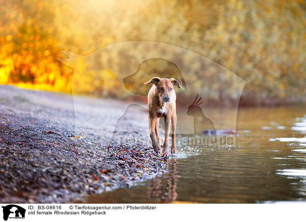 ltere Rhodesian Ridgeback Hndin / old female Rhodesian Ridgeback / BS-08616