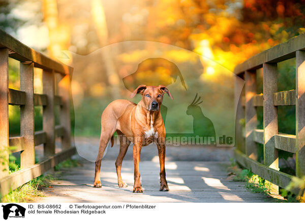 ltere Rhodesian Ridgeback Hndin / old female Rhodesian Ridgeback / BS-08662