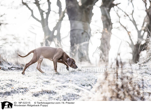 Rhodesian Ridgeback Welpe / Rhodesian Ridgeback Puppy / NP-02315