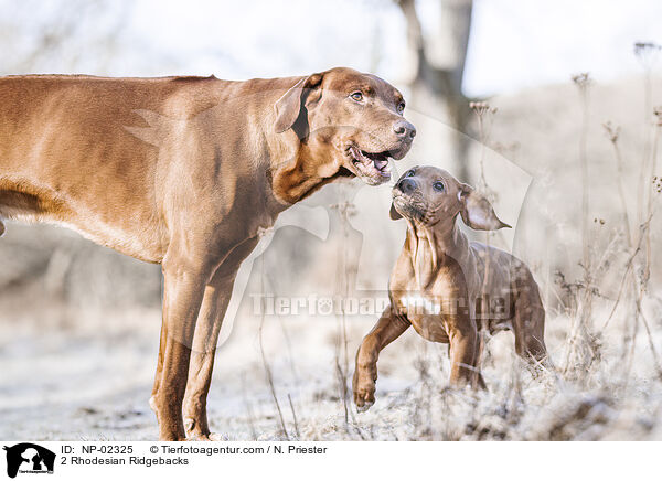 2 Rhodesian Ridgebacks / 2 Rhodesian Ridgebacks / NP-02325