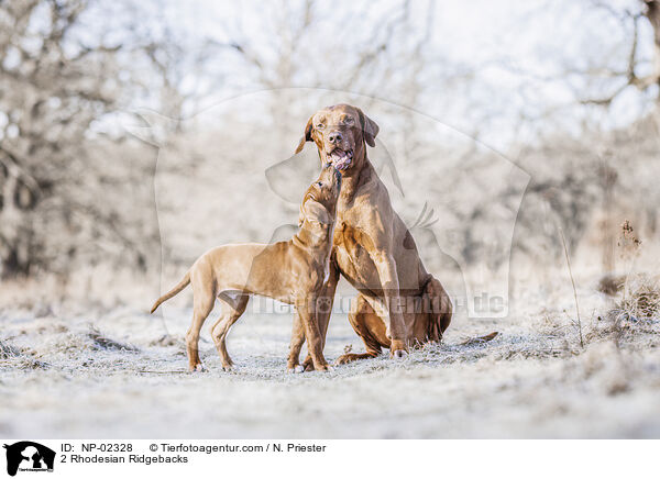 2 Rhodesian Ridgebacks / 2 Rhodesian Ridgebacks / NP-02328