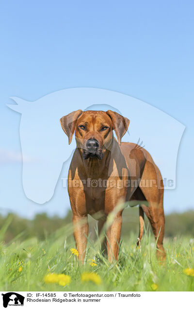 Rhodesian Ridgeback im Sommer / Rhodesian Ridgeback in summer / IF-14585