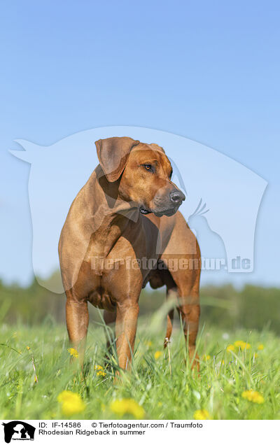 Rhodesian Ridgeback im Sommer / Rhodesian Ridgeback in summer / IF-14586