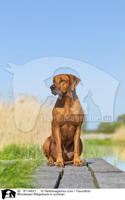 Rhodesian Ridgeback im Sommer / Rhodesian Ridgeback in summer / IF-14621