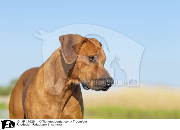 Rhodesian Ridgeback im Sommer / Rhodesian Ridgeback in summer / IF-14626