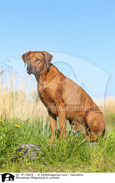 Rhodesian Ridgeback im Sommer / Rhodesian Ridgeback in summer / IF-14634